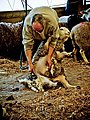 animals,wildlife,nature