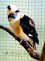 animals,wildlife,nature