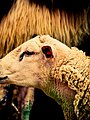 animals,wildlife,nature
