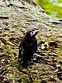 animals,wildlife,nature