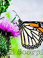 animals,wildlife,nature
