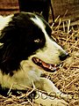 animals,wildlife,nature
