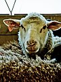 animals,wildlife,nature