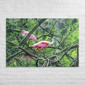 Roseate spoonbills perched on tree branches in lush green natural habitat, wildlife photography by Edd S.